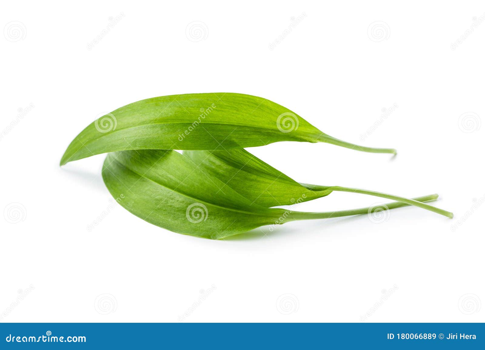 Green wild garlic leaves stock image. Image of leaf 180066889