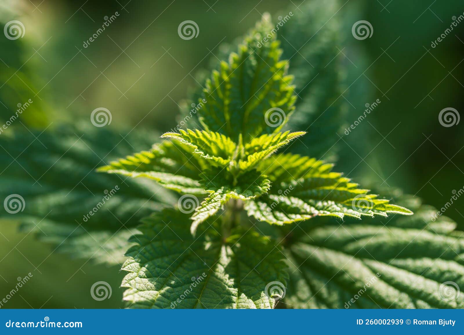 Green Wild Nettle Plant in the Forest Stock Image Image of medicinal