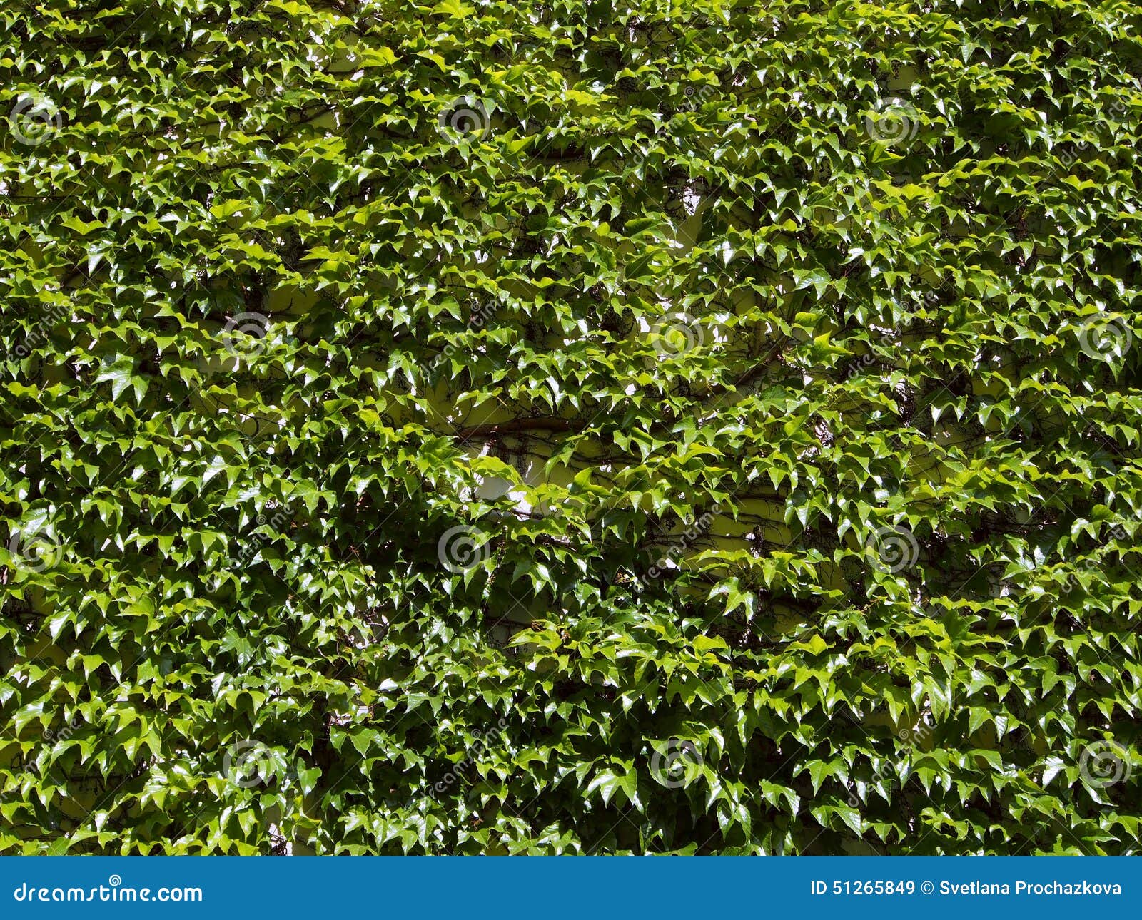 Green wild vine- partenocissus tricuspidata. Leaves of plants on the facade house