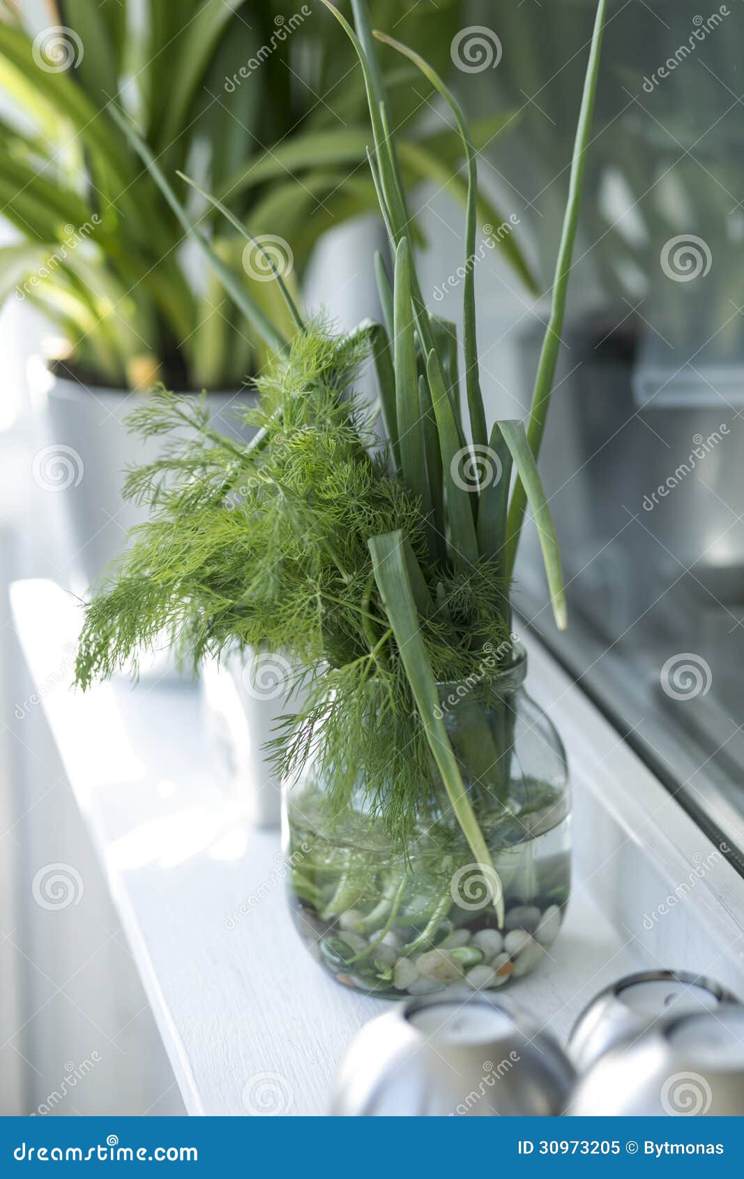 Green windowsill stock image. Image of green, onion, dill 30973205