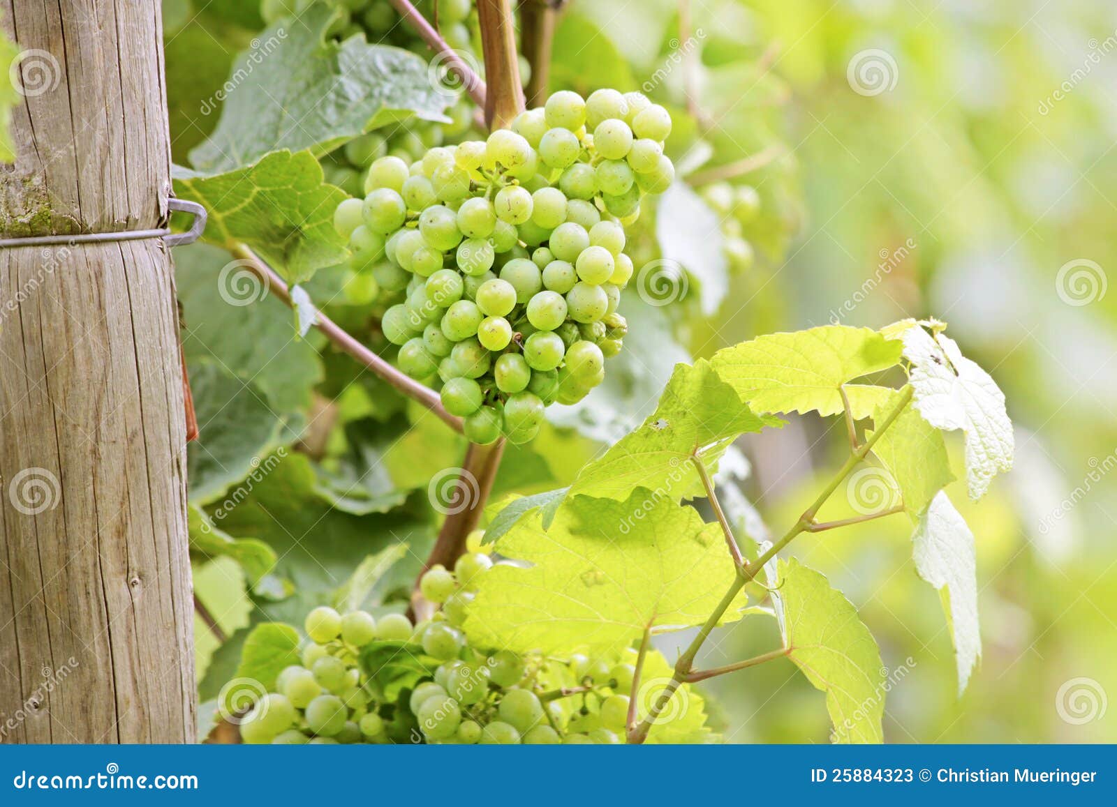 Green wine grapes stock image. Image of vineyards, leaf 25884323