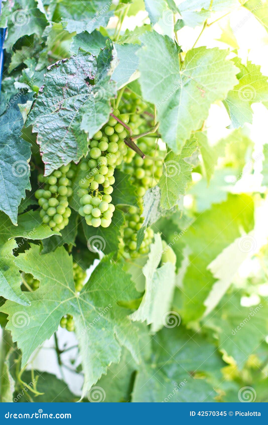Green wine grapes stock image. Image of fruity, season 42570345