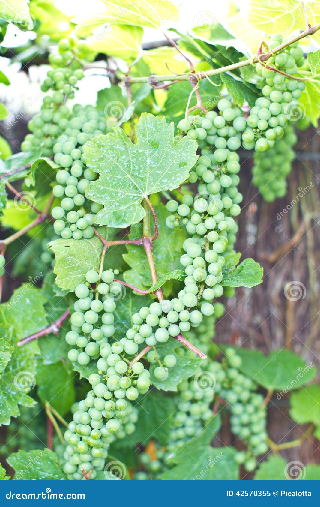 Green wine grapes stock image. Image of copy, cultivating 42570355