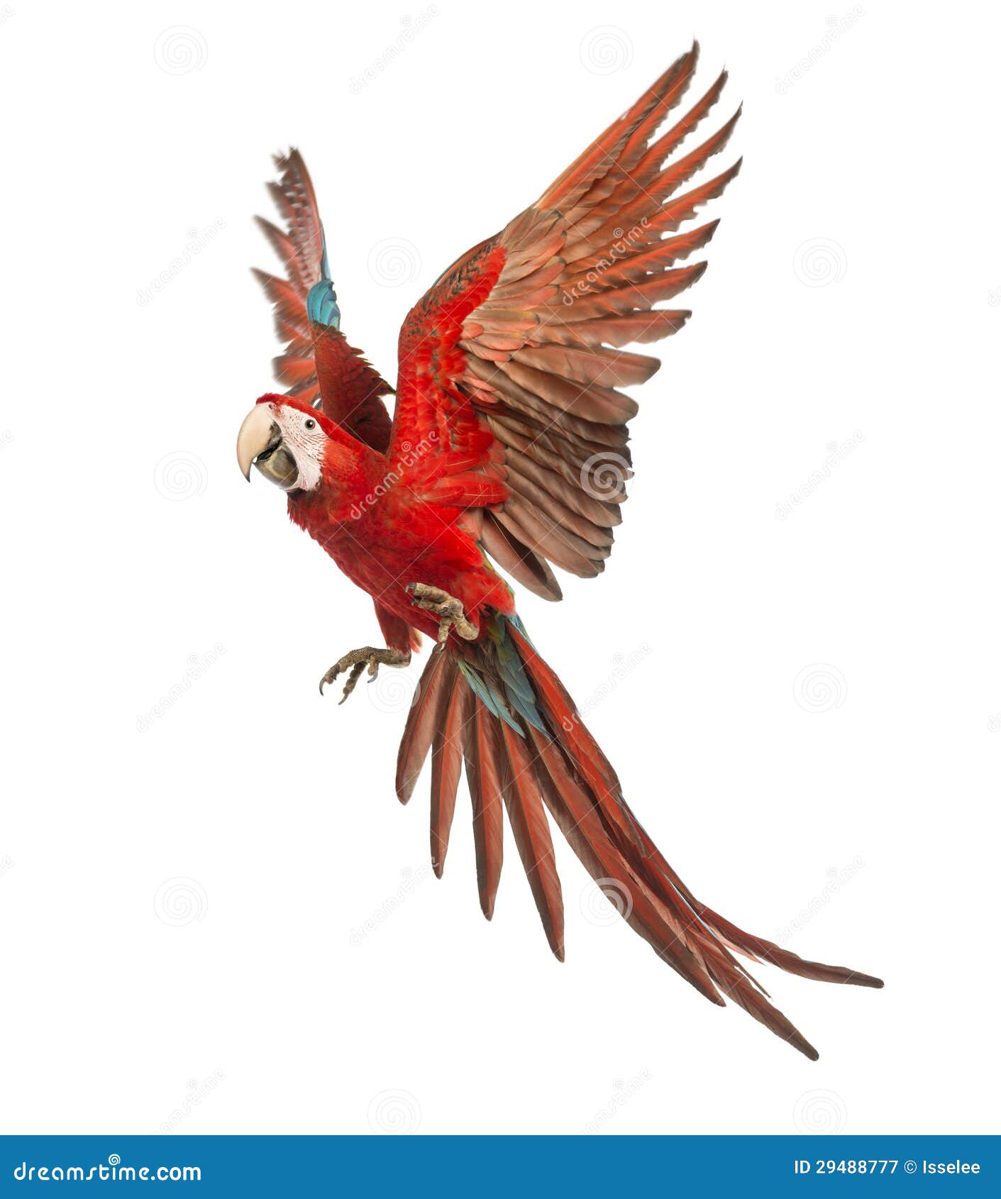 themes photography site winged Green Macaw, Old, Year 1 Flying Ara Chloropterus, themes photography site winged Green Macaw, Old, Year 1 Flying Ara Chloropterus,