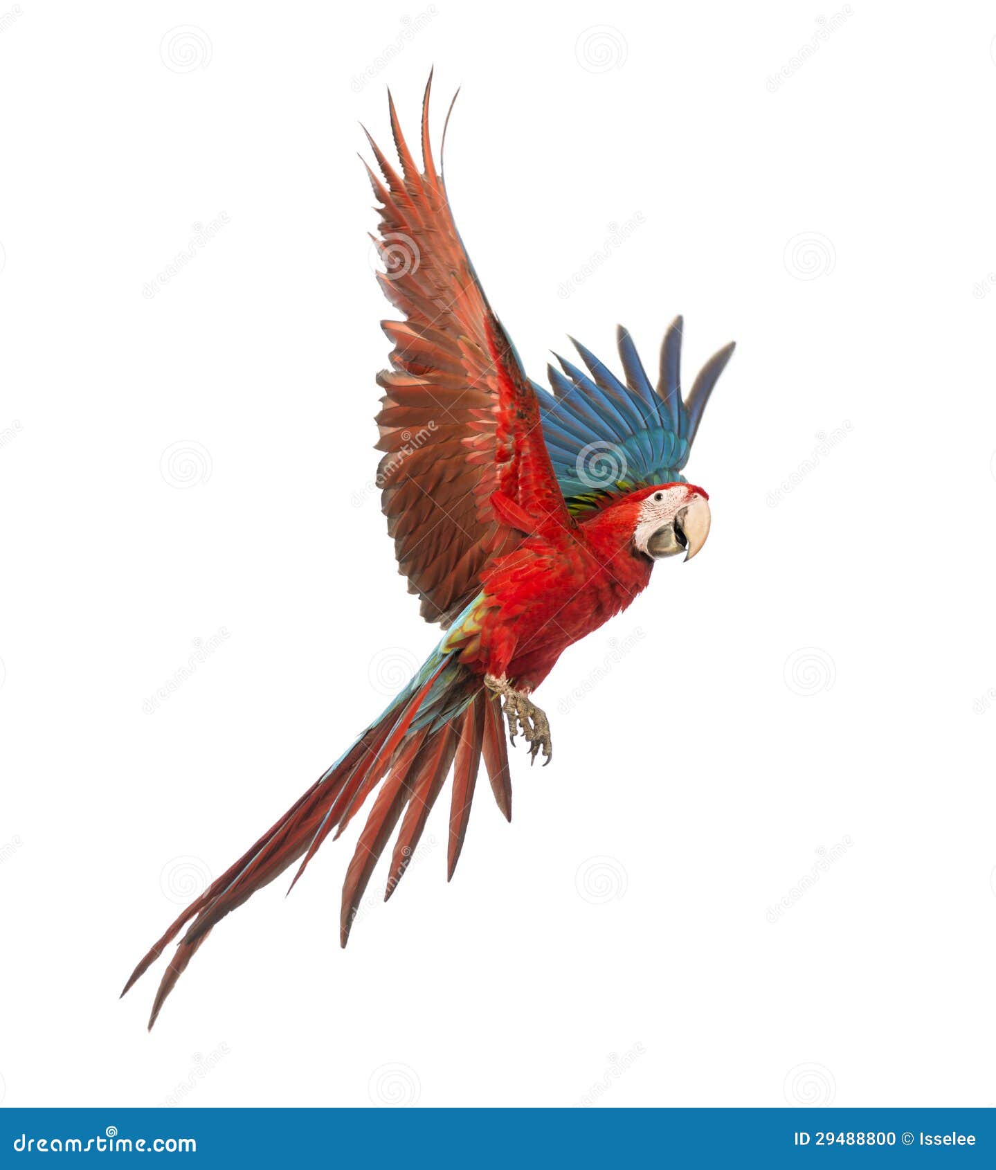 green-winged macaw, ara chloropterus, 1 year old, flying