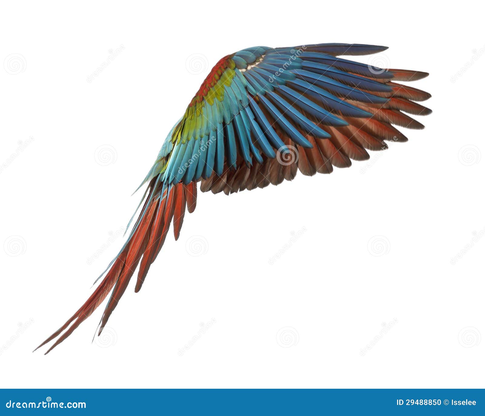 green-winged macaw, ara chloropterus, 1 year old, flying