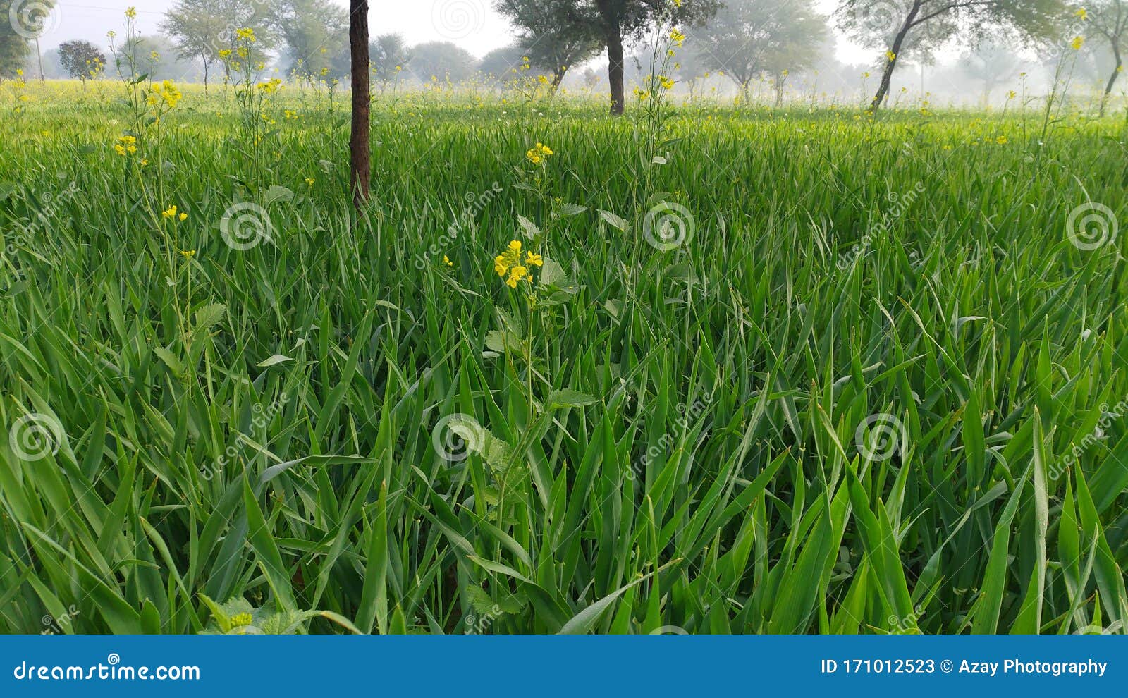 Green Winter Crops Field in India. Stock Image Image of crops, india