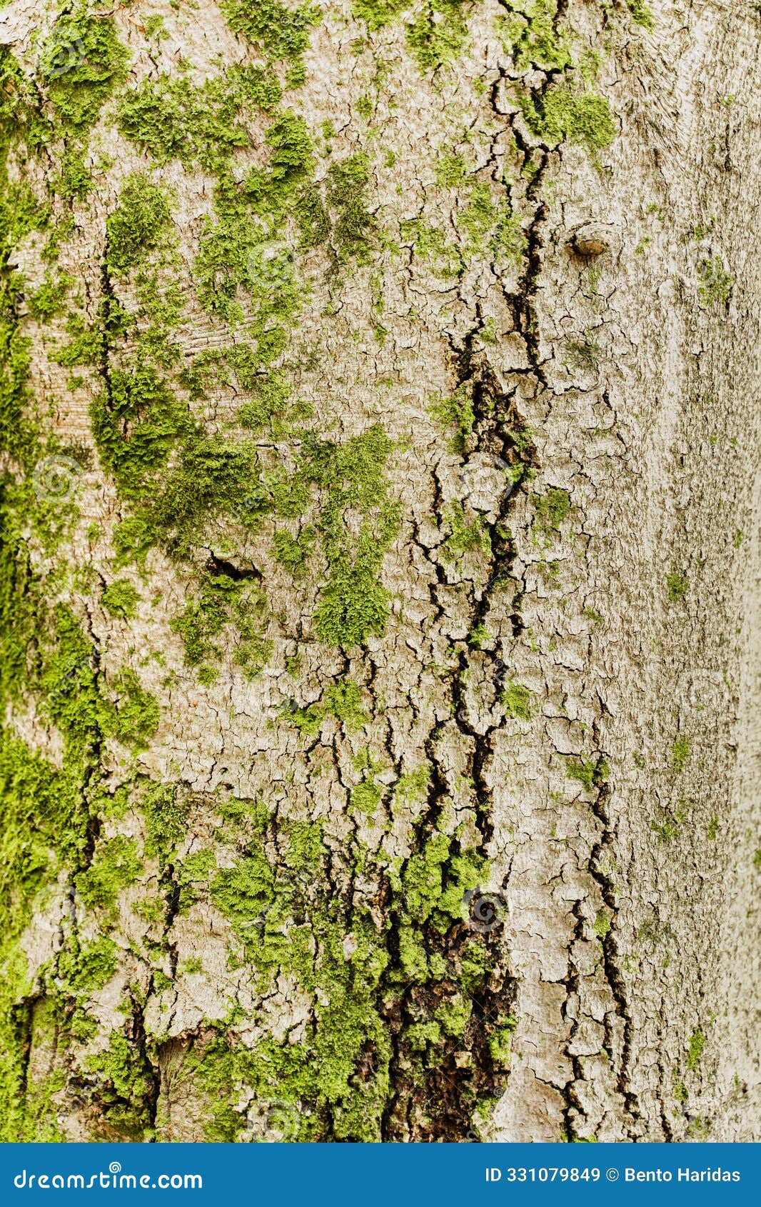 green wood bark texture with breaks