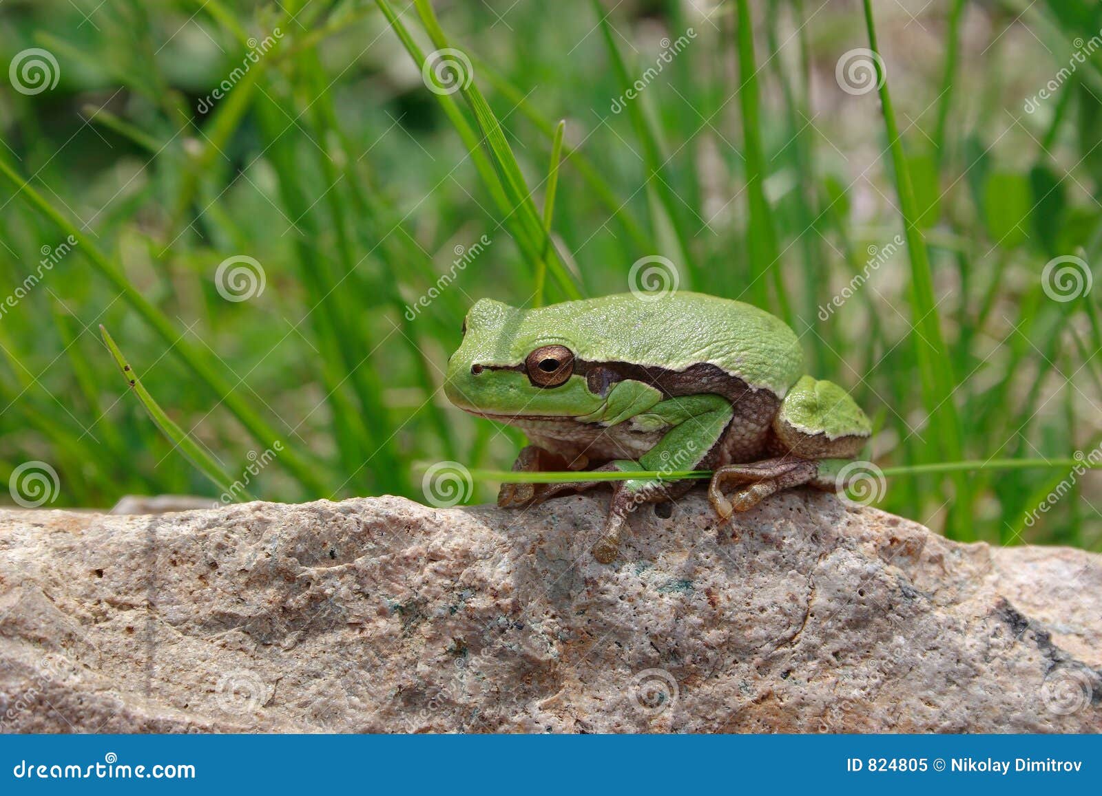 Green wood frog stock image. Image of nature, reptile, grass 824805
