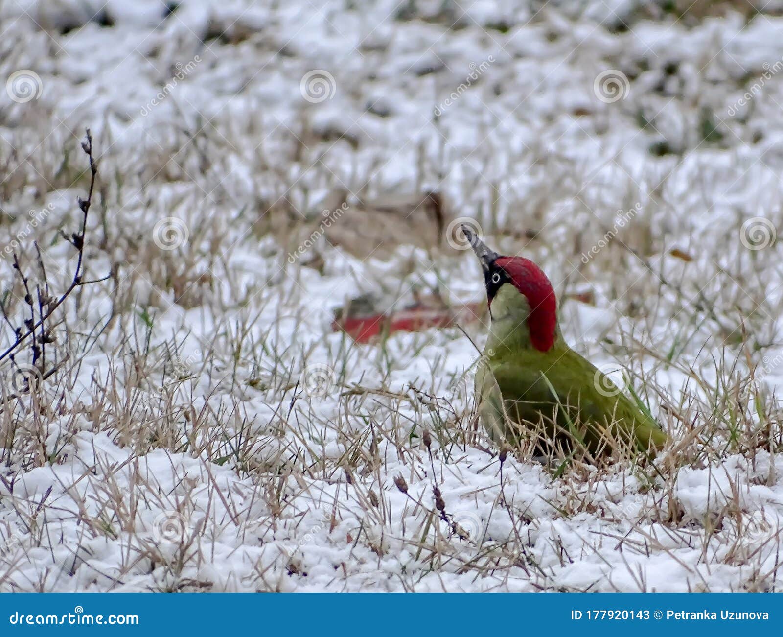 green woodpecker picus viridis perched on a meadow covered with snow. april day.
