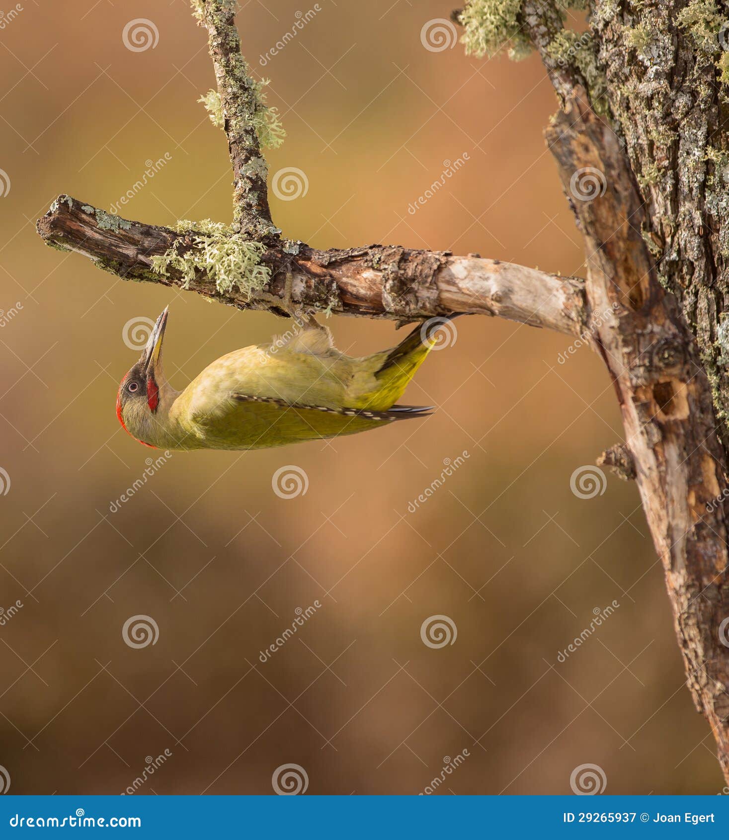 Green Woodpecker Upsidedown Stock Image Image of green, branch 29265937