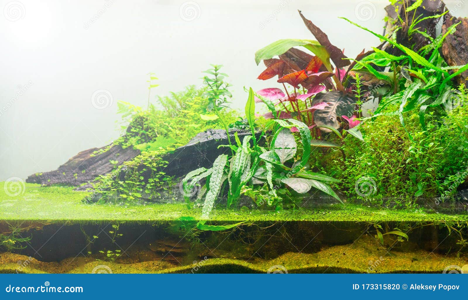 green world of the terrarium. natural background