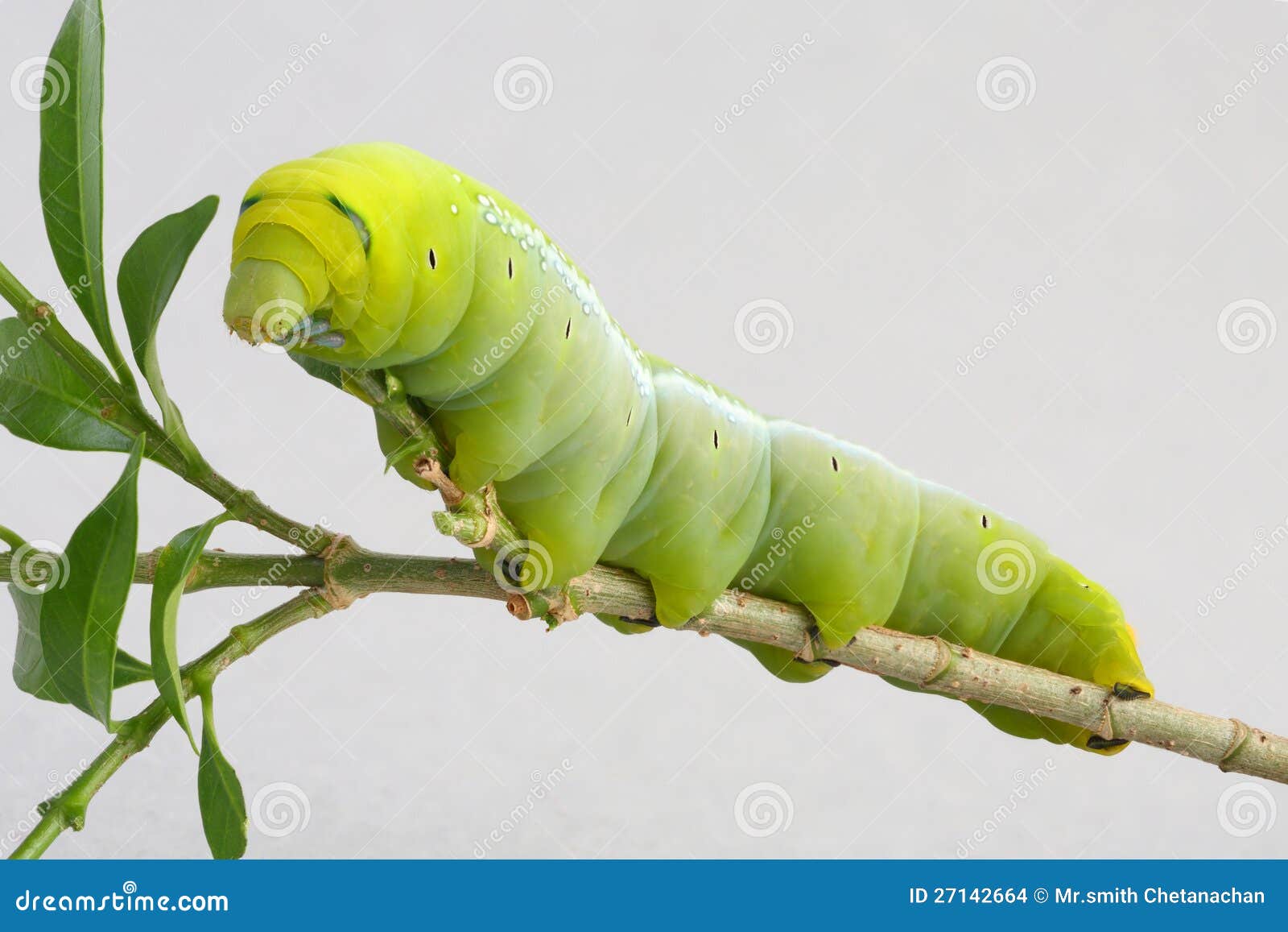 Green worm with leaves isolated on white