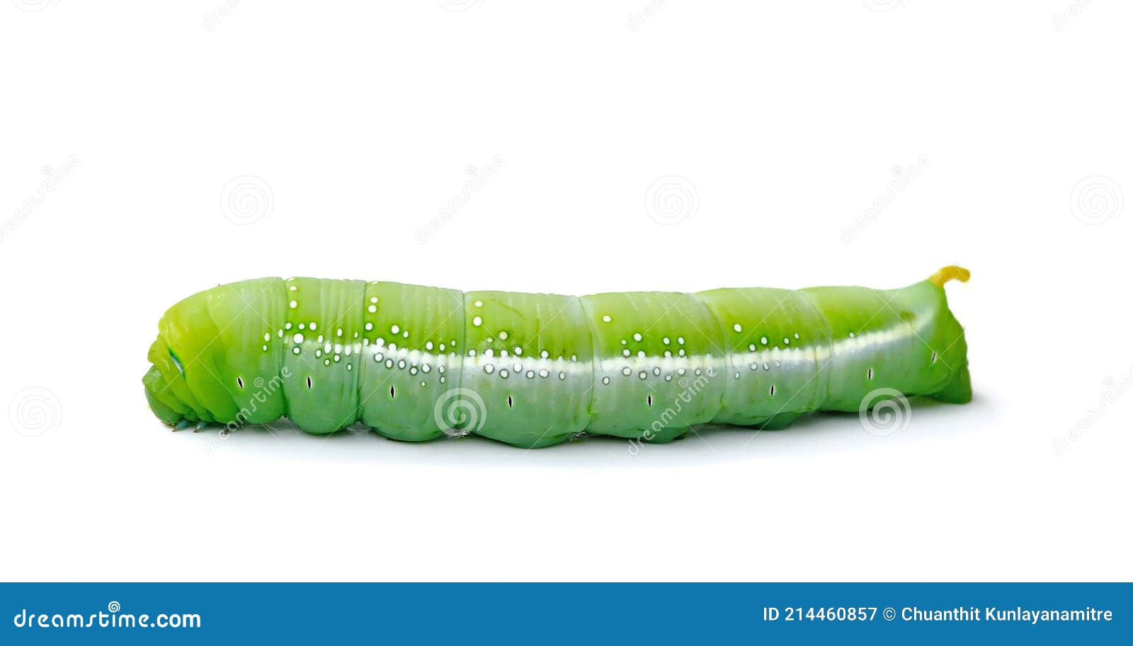 Green Worm Caterpillars Animals Isolate on White Stock Image Image of animals, closeup 214460857