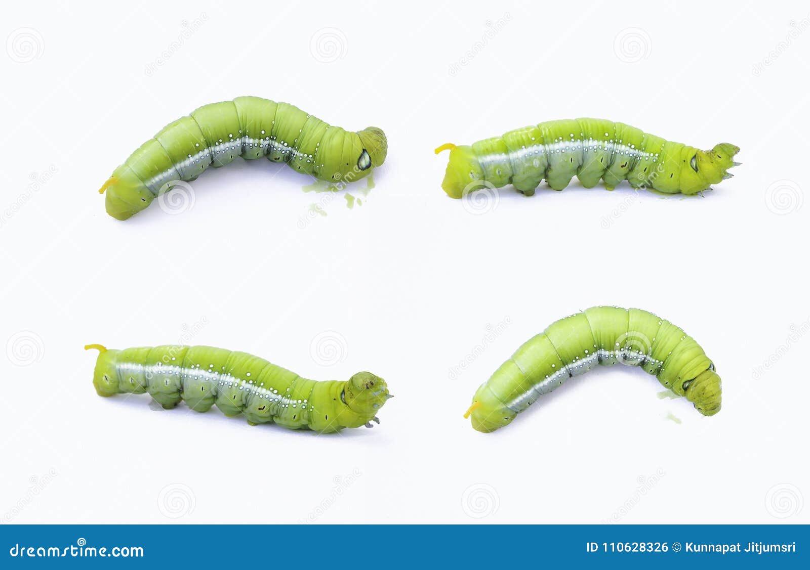 Green Caterpillar Identification Chart