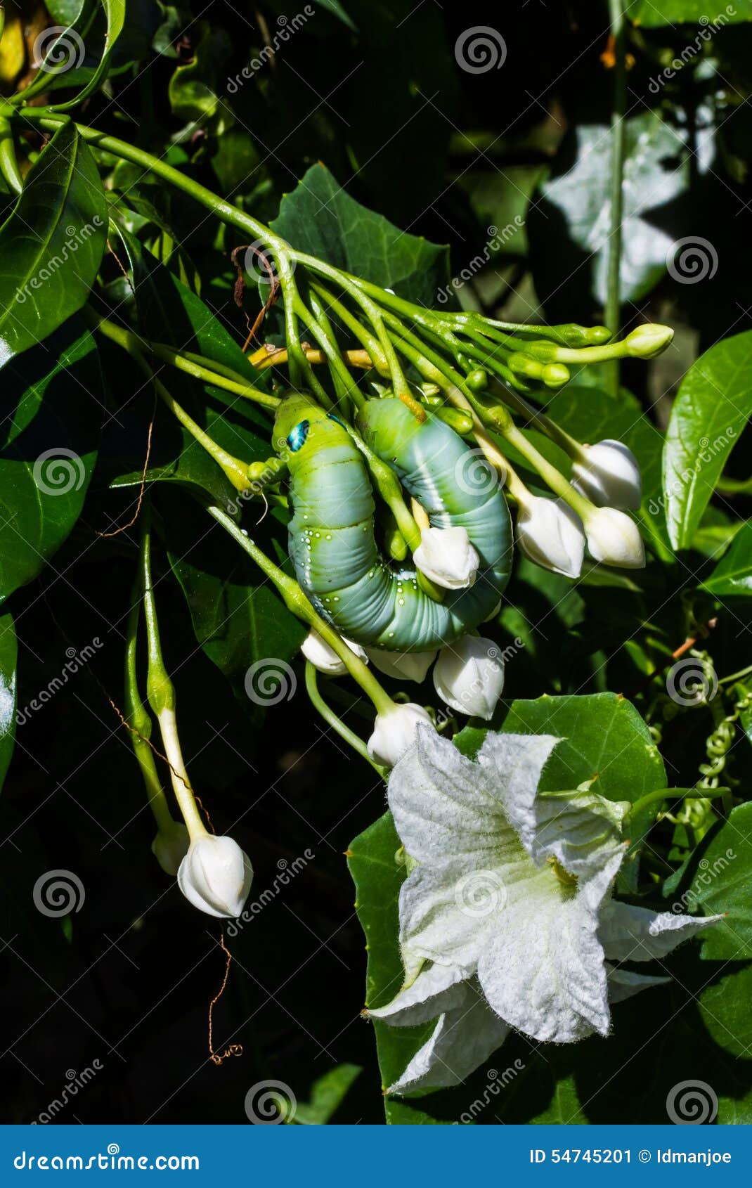 Green worm stock image. Image of arthropod, nature, hang 54745201
