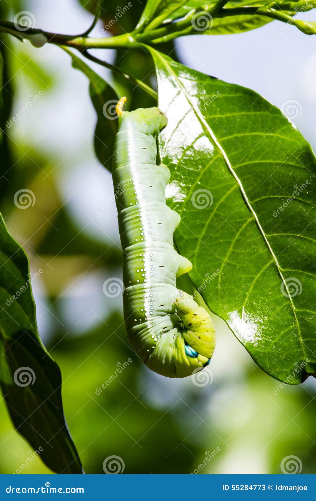 Green worm stock image. Image of branch, leaf, arthropod 55284773