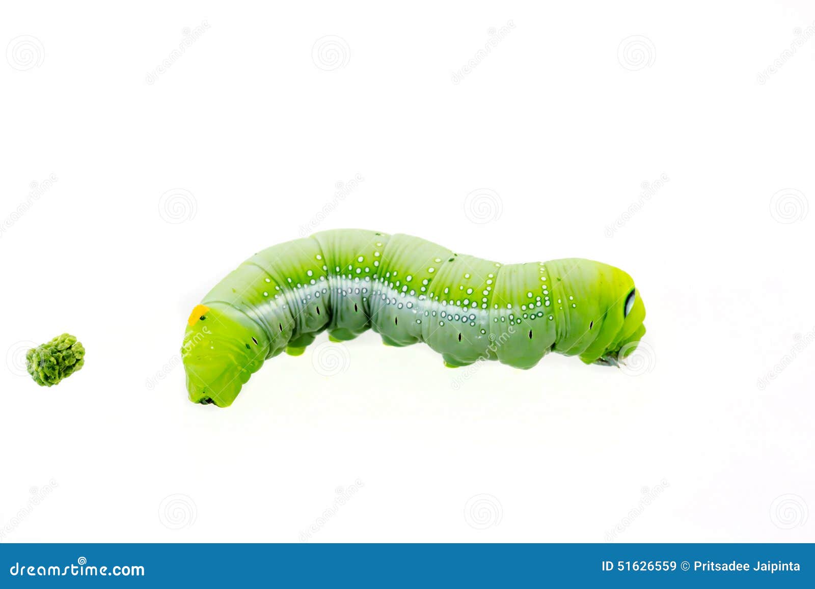 download plants worm download plants worm