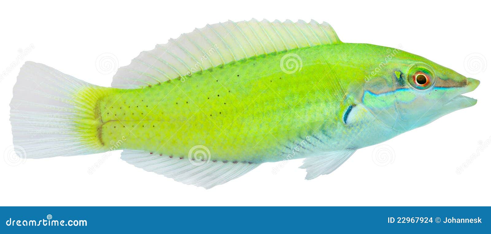Green Wrasse. Halichoeres Chloropterus Stock Photo - Image of life, wrasse:  22967924, image size:1600x762