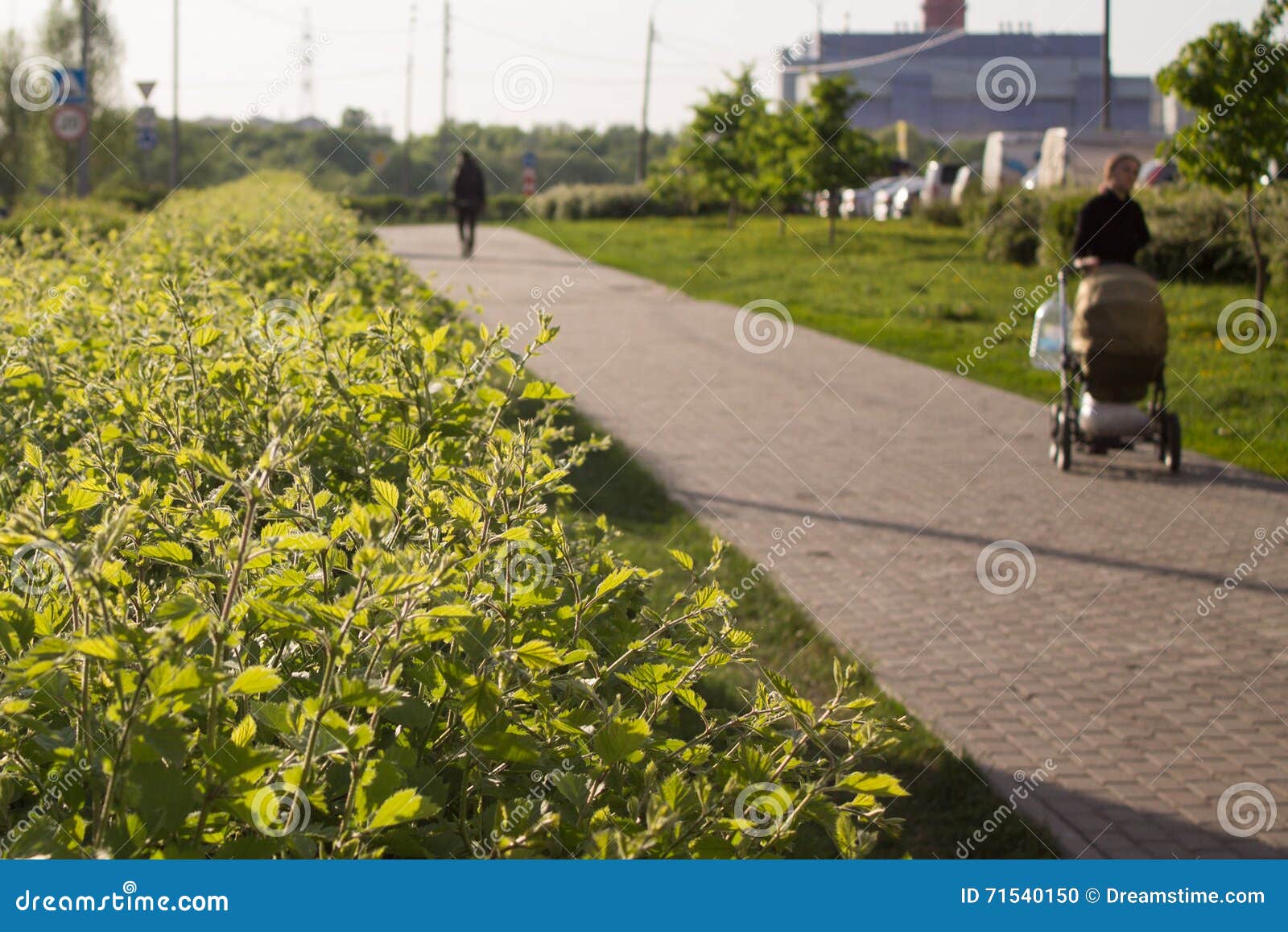 green yard