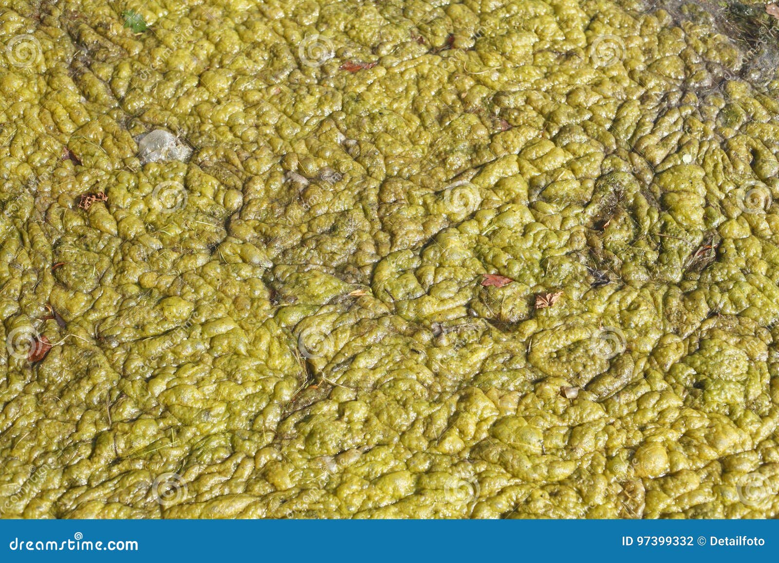 Greenyellow algae stock photo. Image of green, alga 97399332