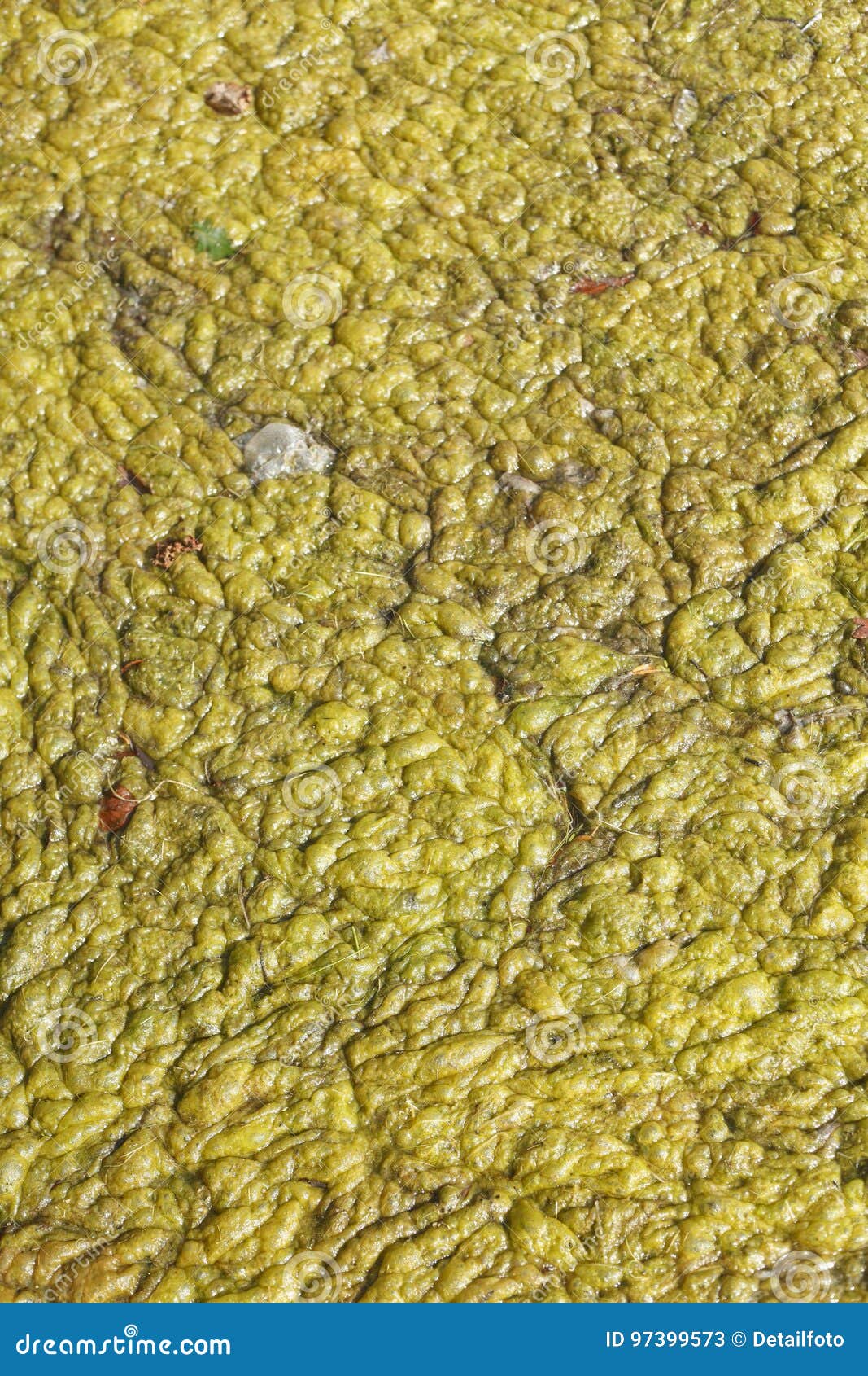 Greenyellow algae stock image. Image of green, alga 97399573