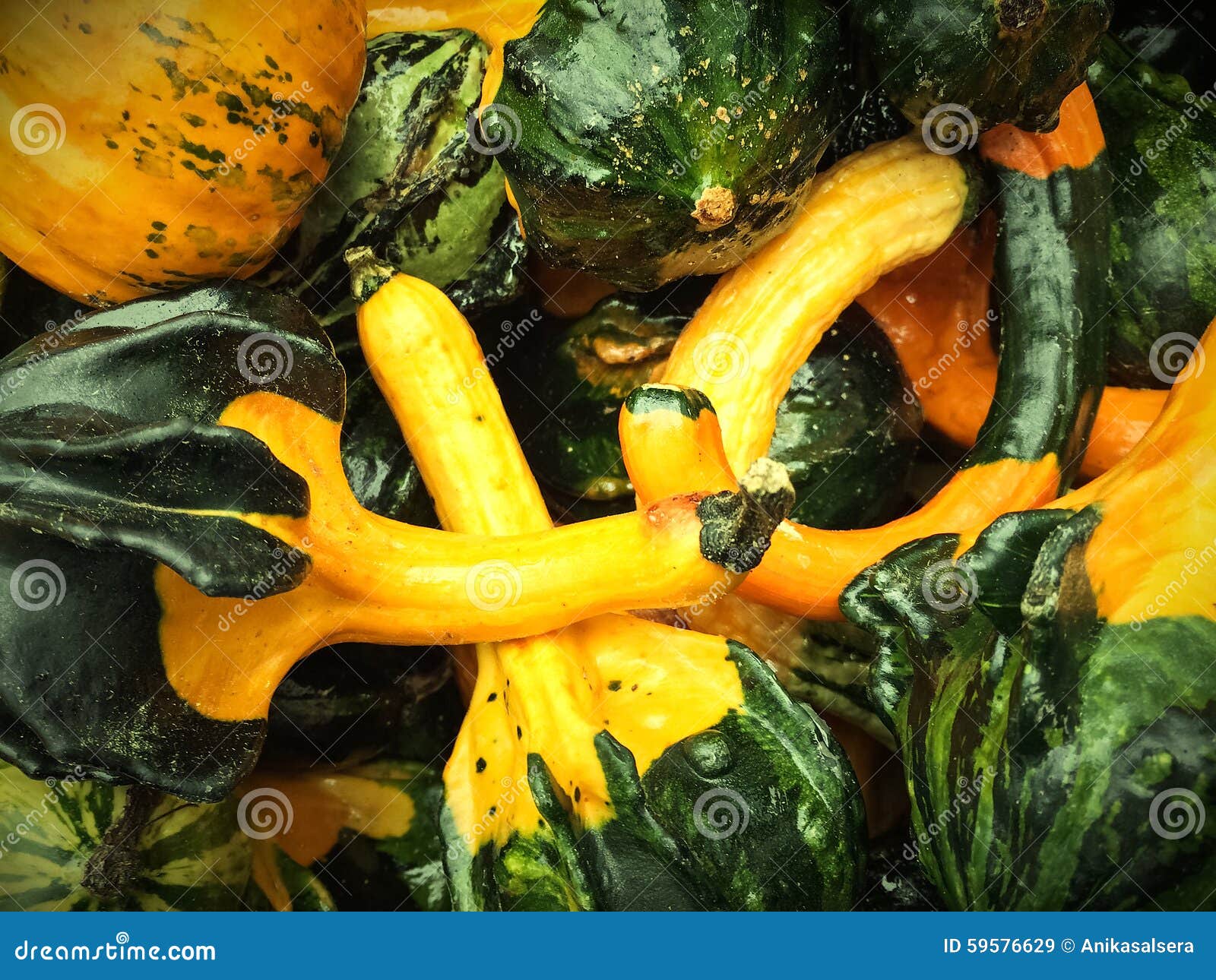 Green and Yellow Decorative Gourds Stock Image Image of decorative