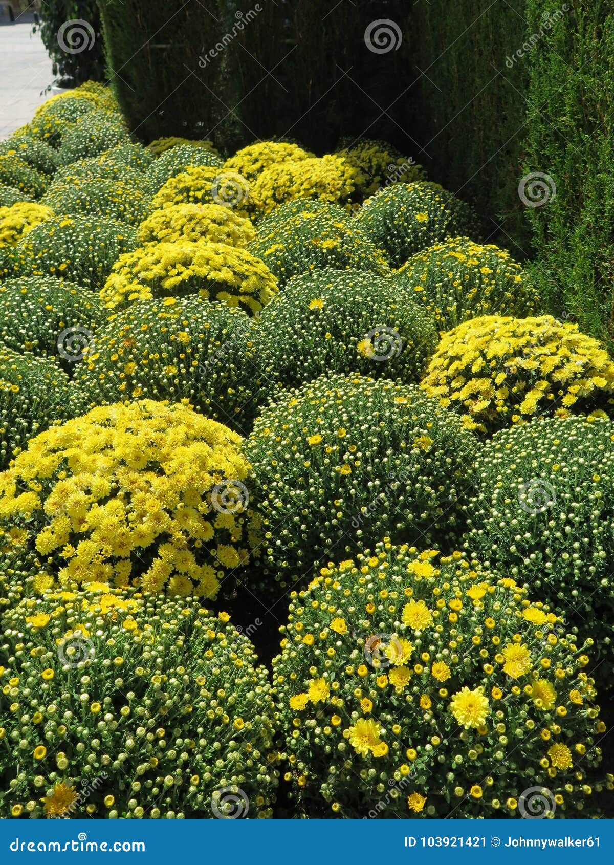 Green and Yellow Flower Bed Stock Image Image of bright, botanical