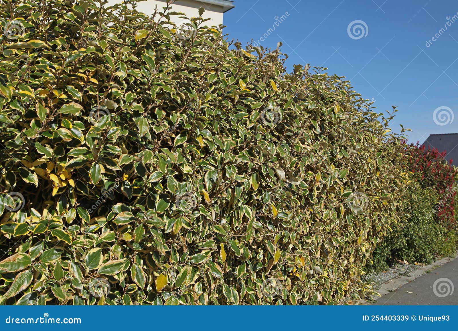 Green and Yellow Foliage of an Elaeagnus Ebbingei Viveleg Stock Image ...