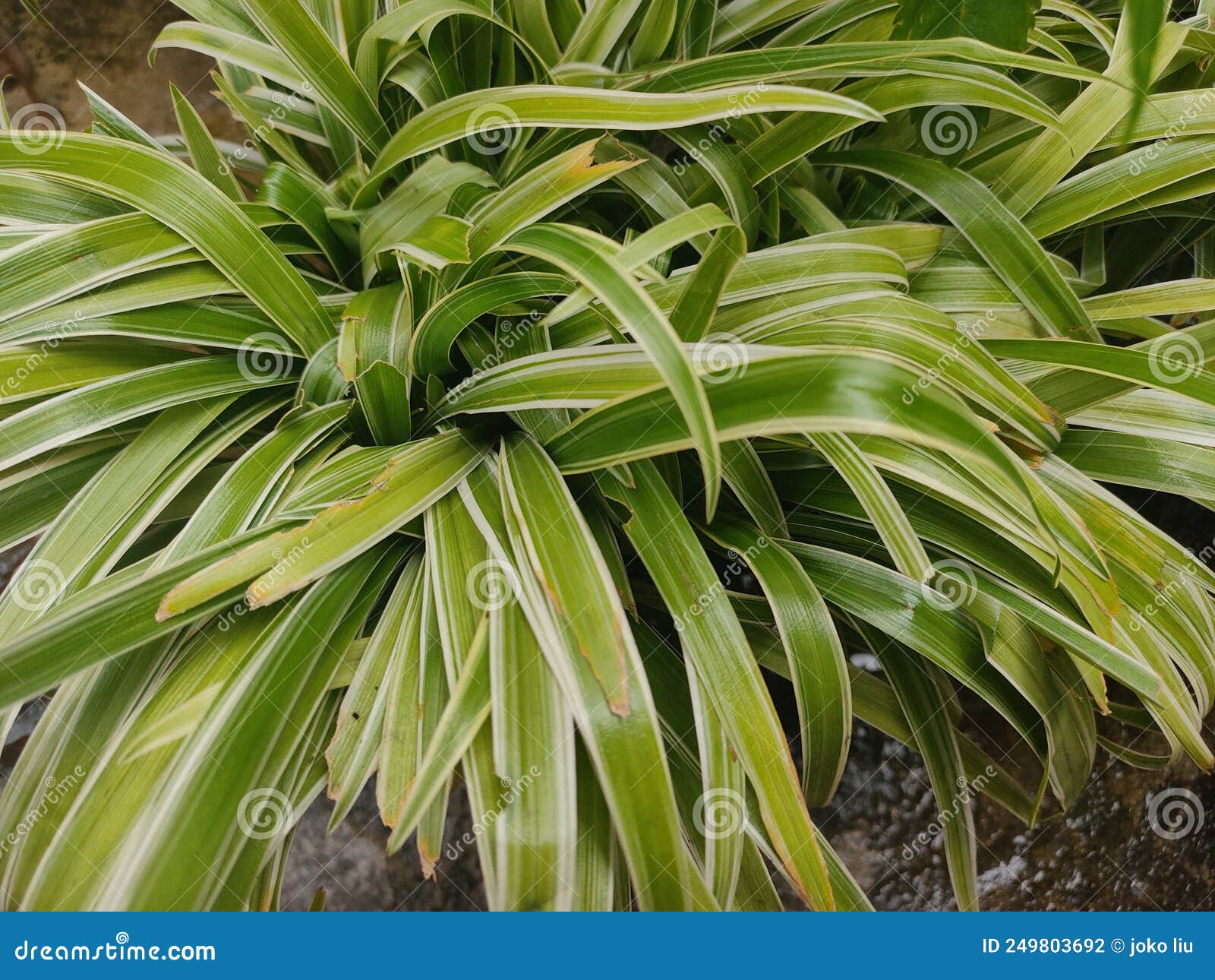 Green and yellow grass stock photo. Image of white, grass 249803692