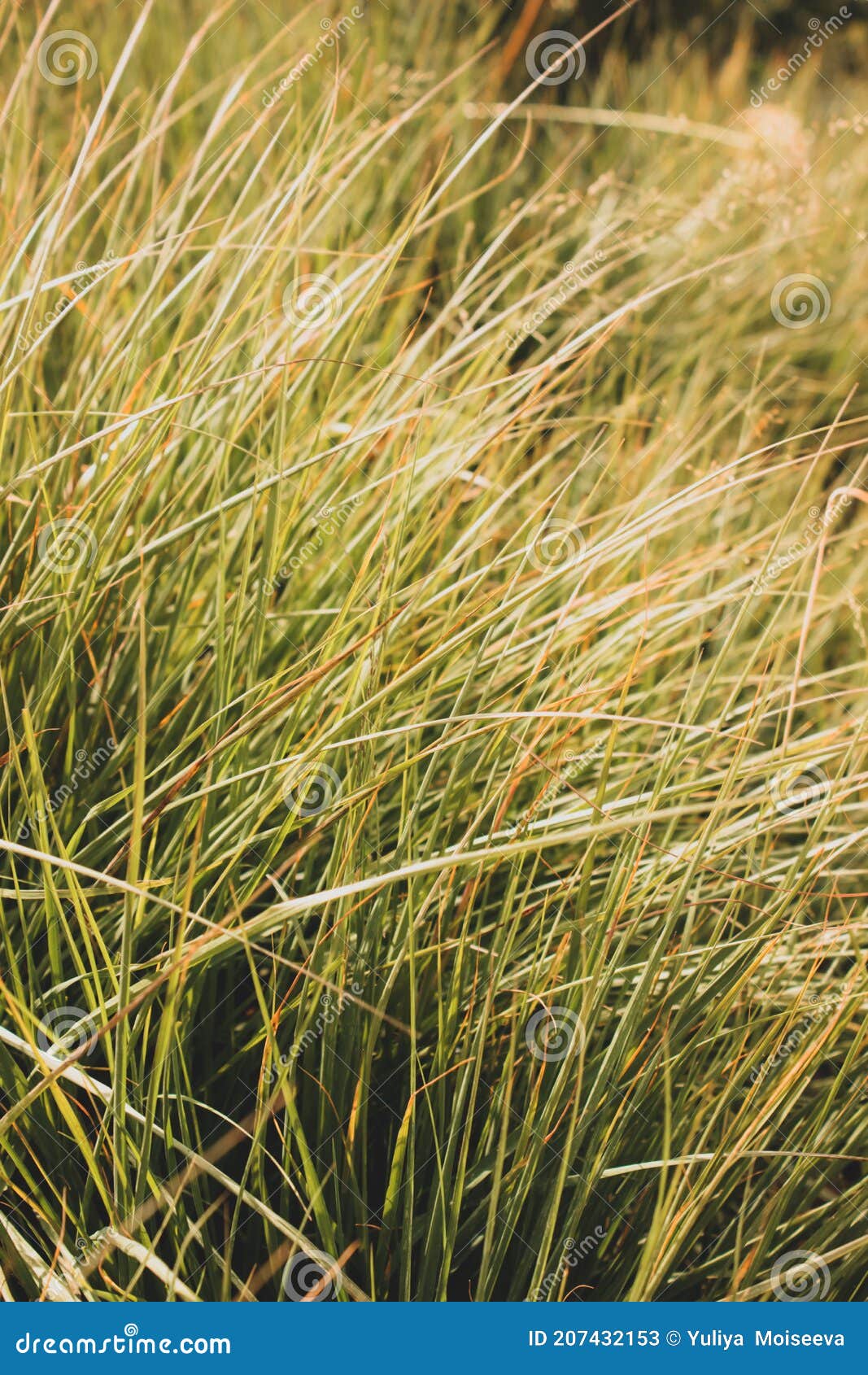Green and yellow grass stock image. Image of drops, raindrop 207432153