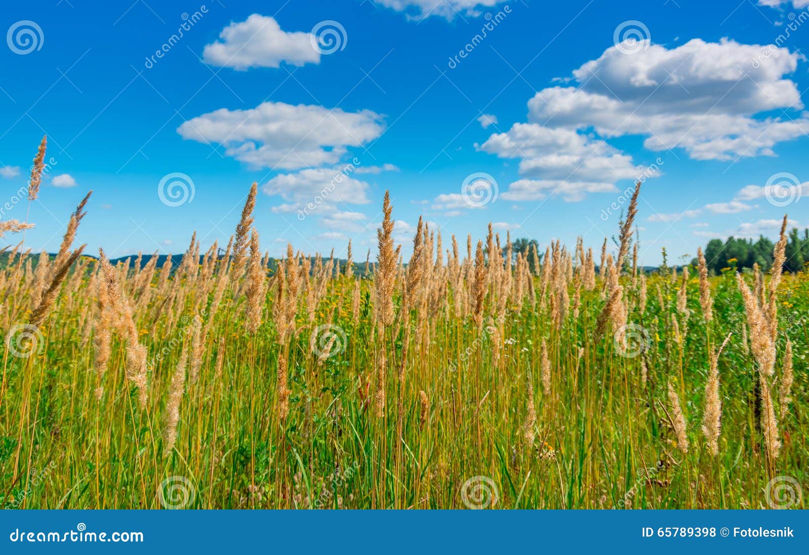 Green yellow grass stock photo. Image of landscape, grow 65789398