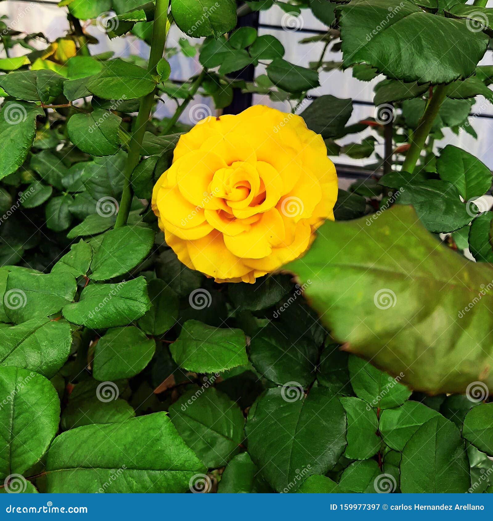 green and yellow rose