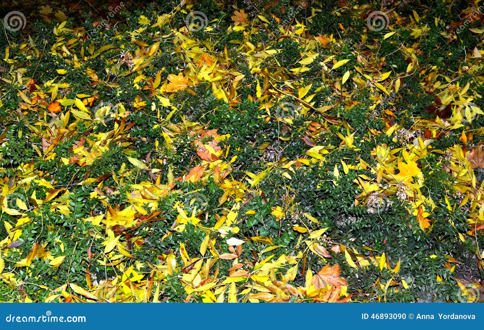 Green yellow leaf carpet stock photo. Image of leaves - 46893090