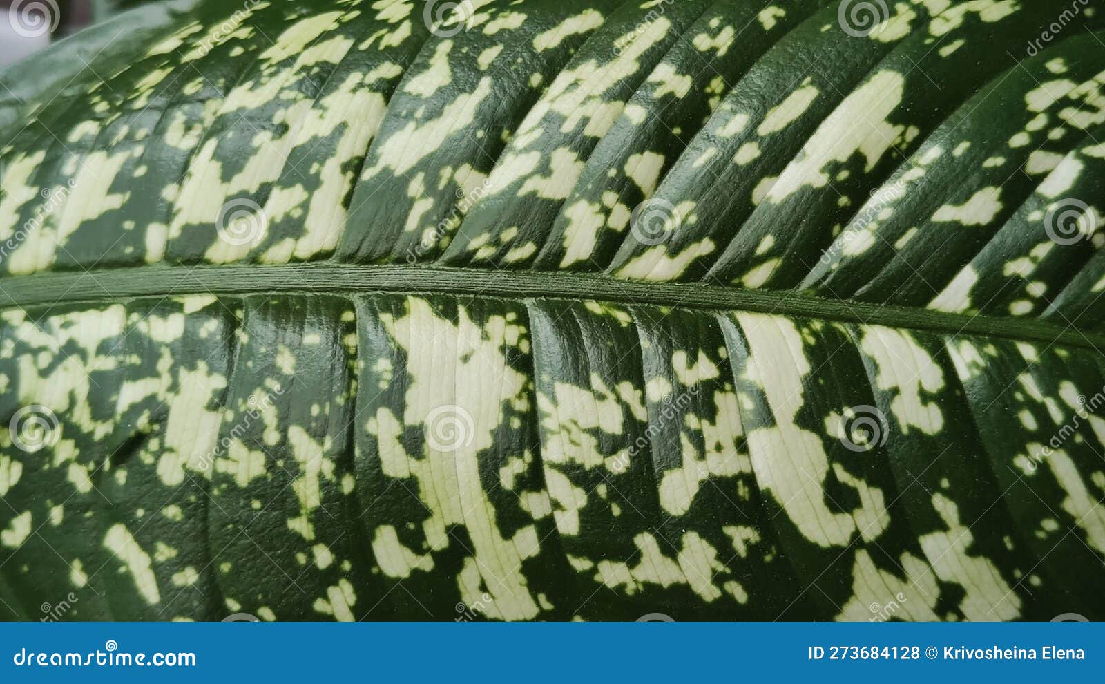 The Green and Yellow Leaf of the Dieffenbachia Plant As an Abstract