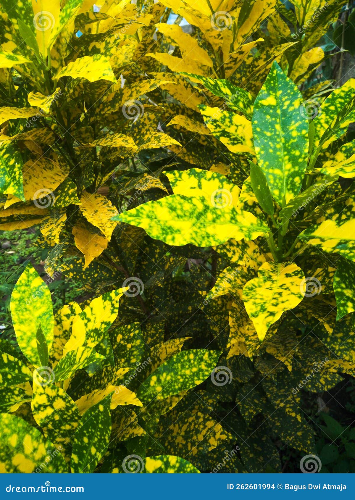 Green and Yellow Leafy Plants Stock Photo Image of beauty, wallpaper
