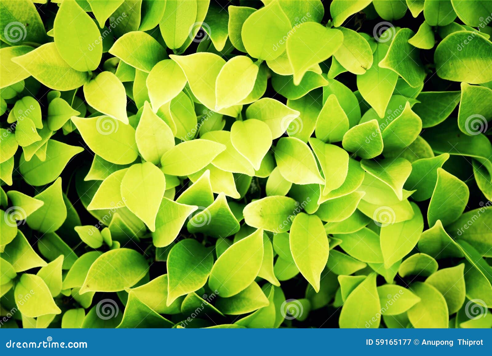 Green and Yellow Leaves Background,Process with Filter Stock Image