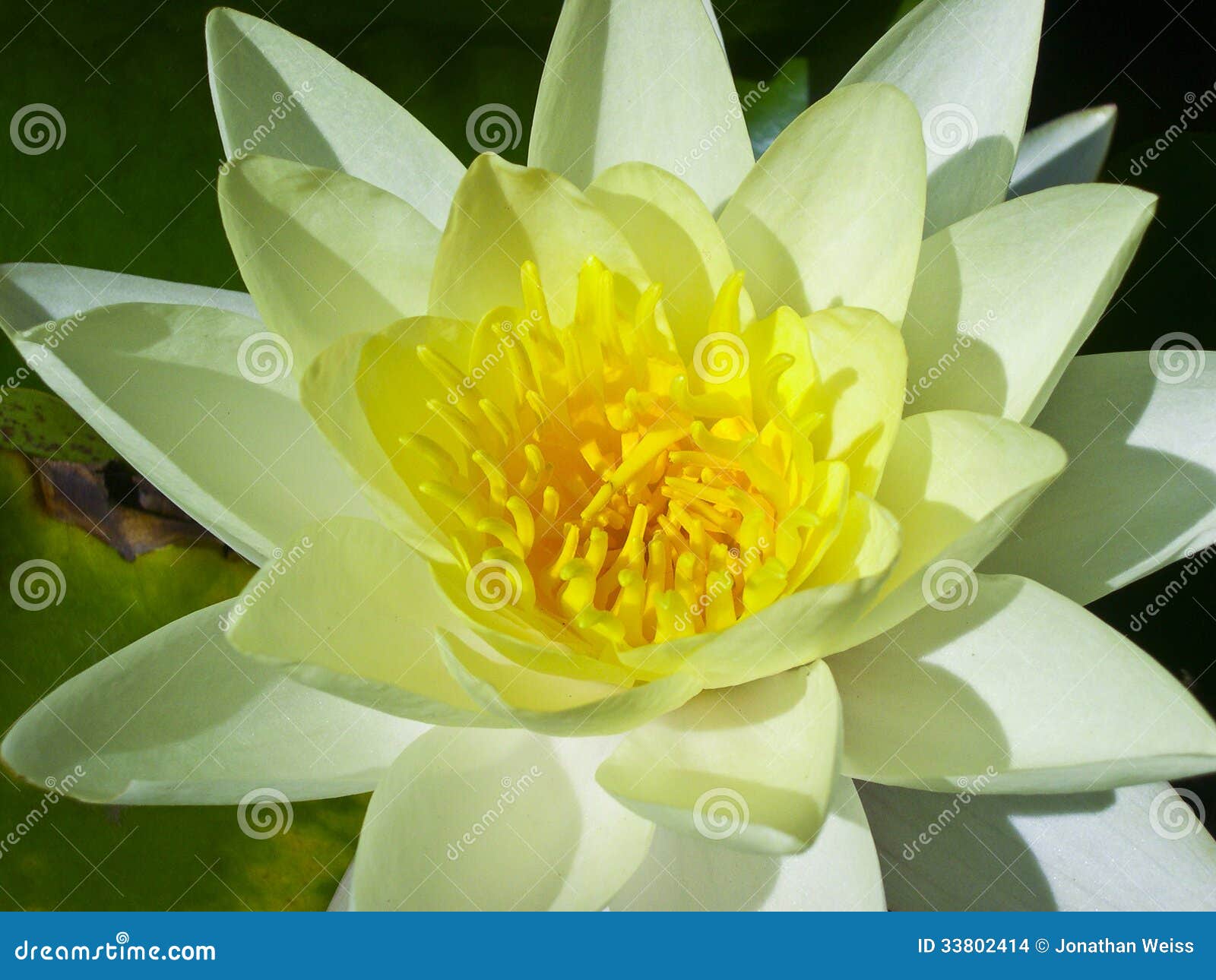 Green And Yellow Lily Pad Flower Stock Photo Image Of Botanic Bright Green And Yellow Lily Pad Flower Stock Photo Image Of Botanic Bright