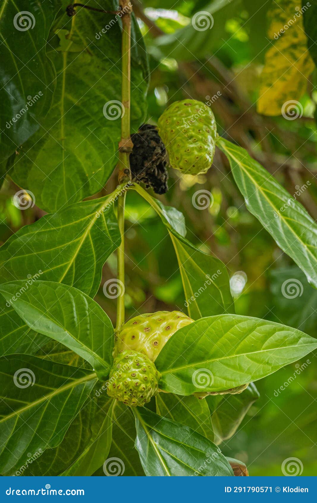 green and yellow noni fruit on tree, parque ecoturÃÂ­stico. zihuatanejo, mexico