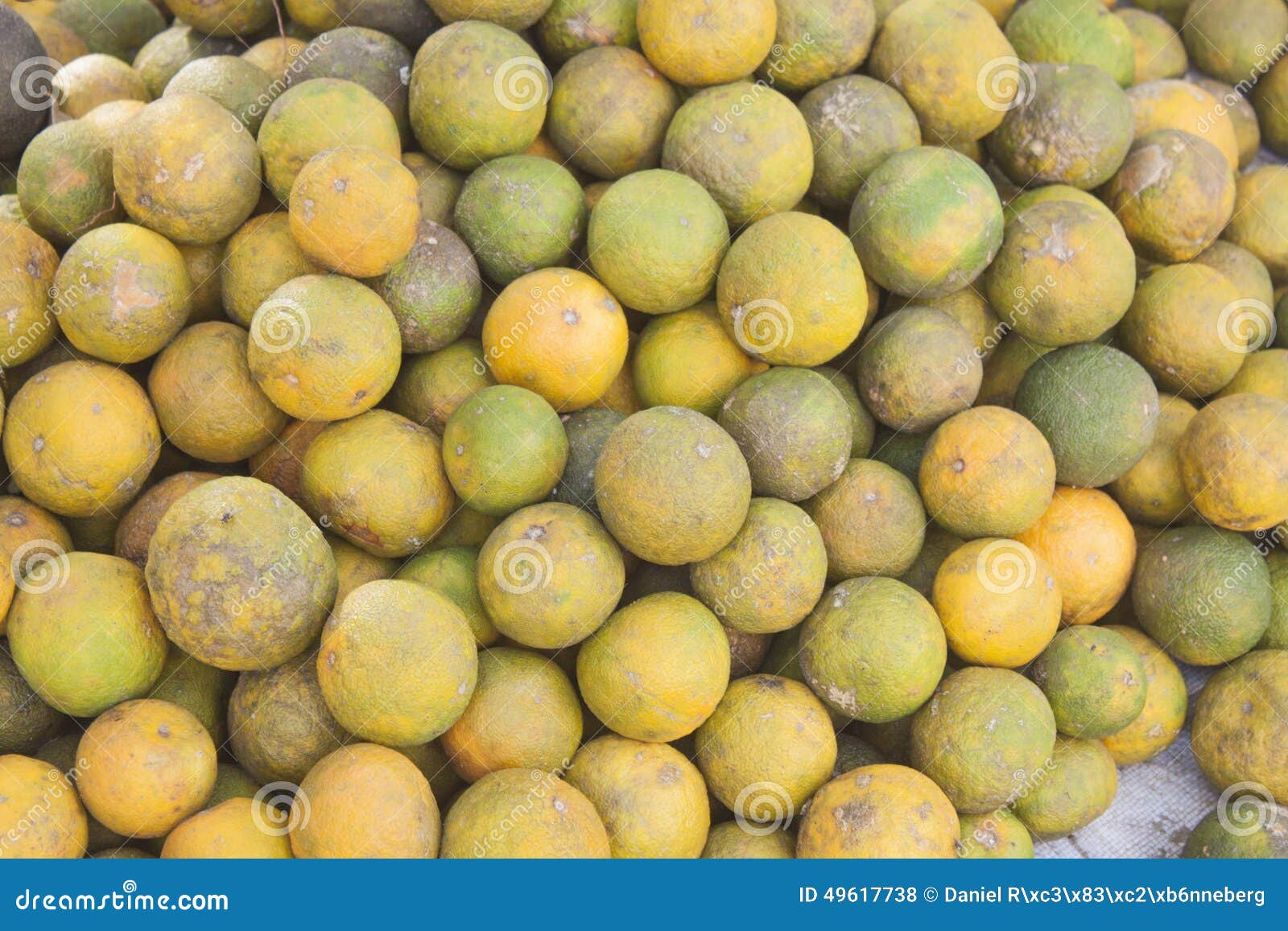 Green and yellow oranges stock photo. Image of vietnam 49617738