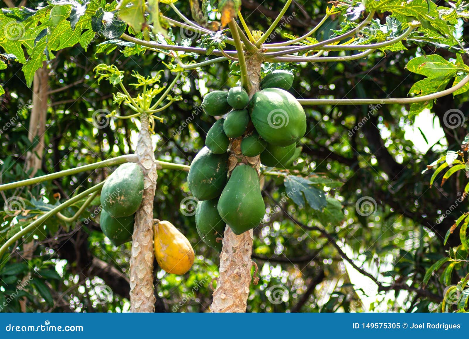 Green and Yellow Papayas Hanging from Tree Stock Image Image of