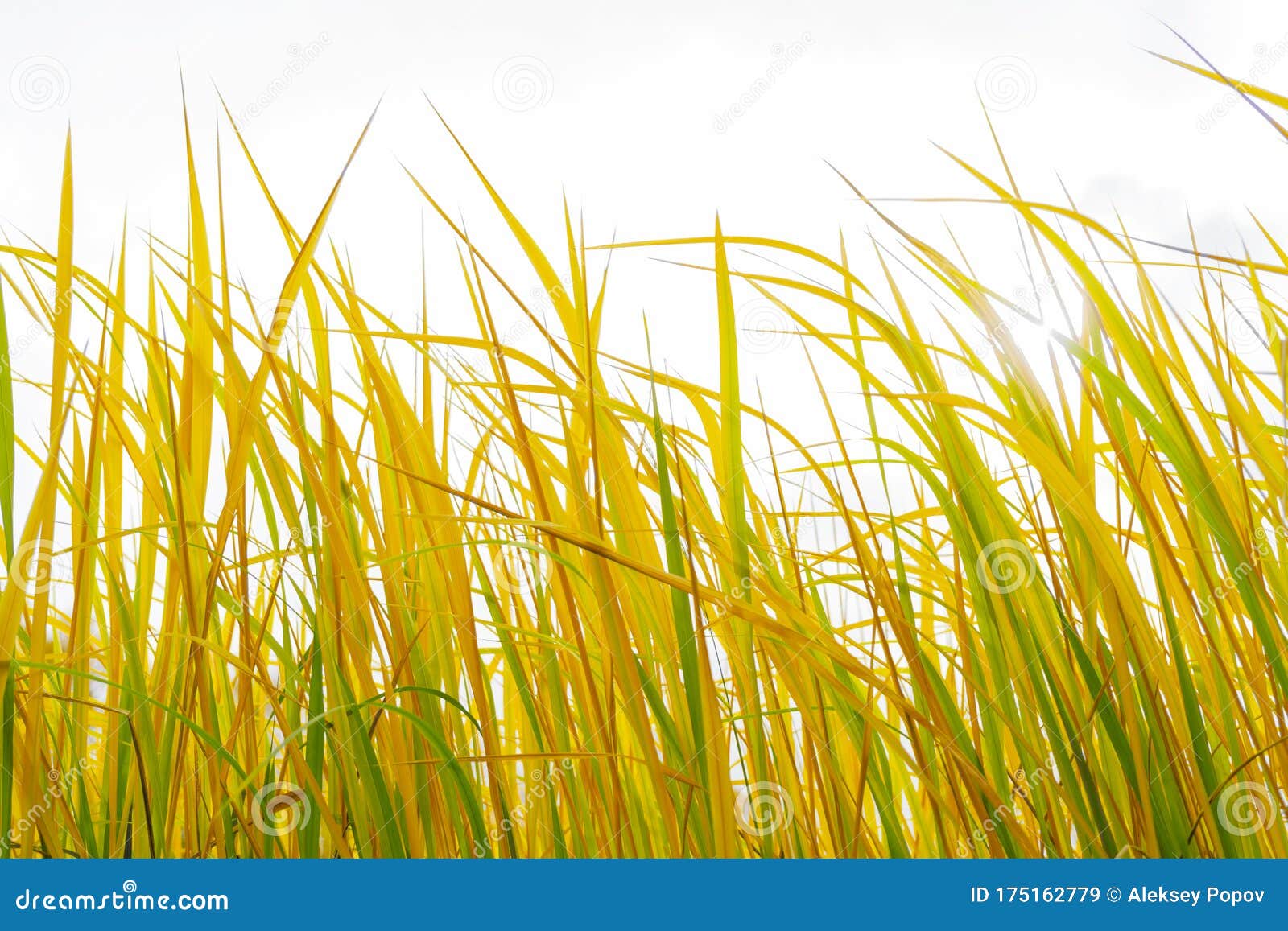 Green and Yellow Stems of Tall Grass. Stock Image Image of outdoor