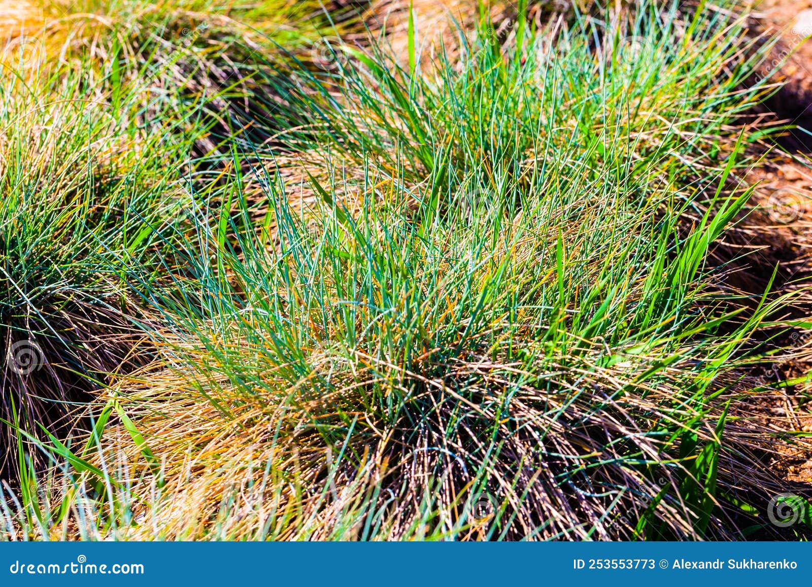 Green and Yellow Turf on the Field Stock Image Image of garden, soil