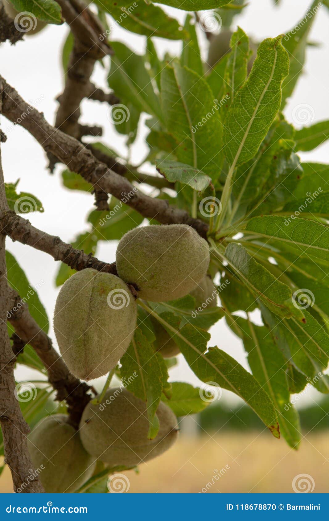 Green Young Almonds Nuts Growing on Almond Tree Stock Photo Image of