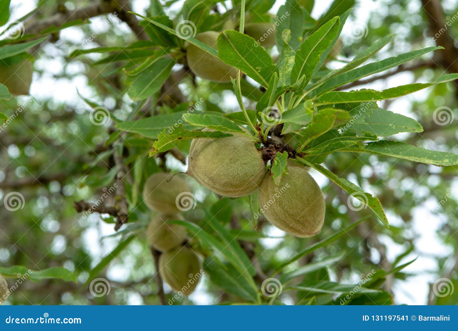 Green Young Almonds Nuts Growing on Almond Tree Stock Image Image of