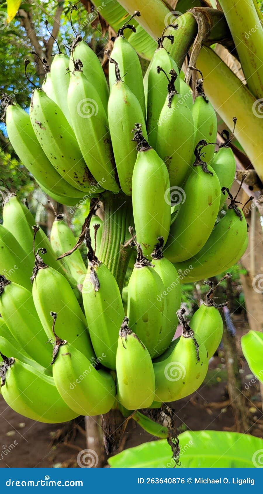 Green Young Banana Fruit Lakatan Stock Photo Image of young, nature