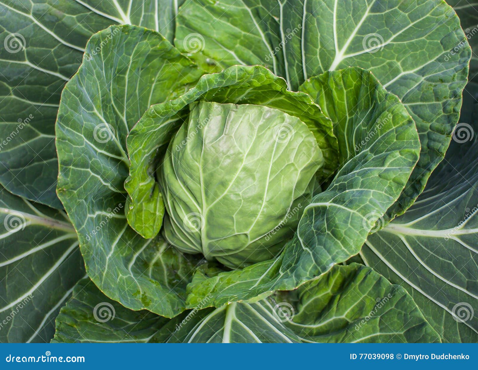 Green Young Cabbage Growing In The Garden. Harvesting RoyaltyFree