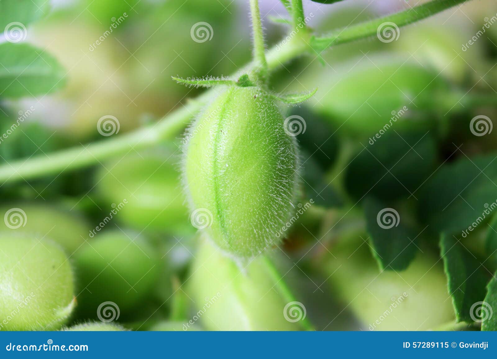 Green Young Chickpeas Pod on Plant Stock Image Image of agriculture