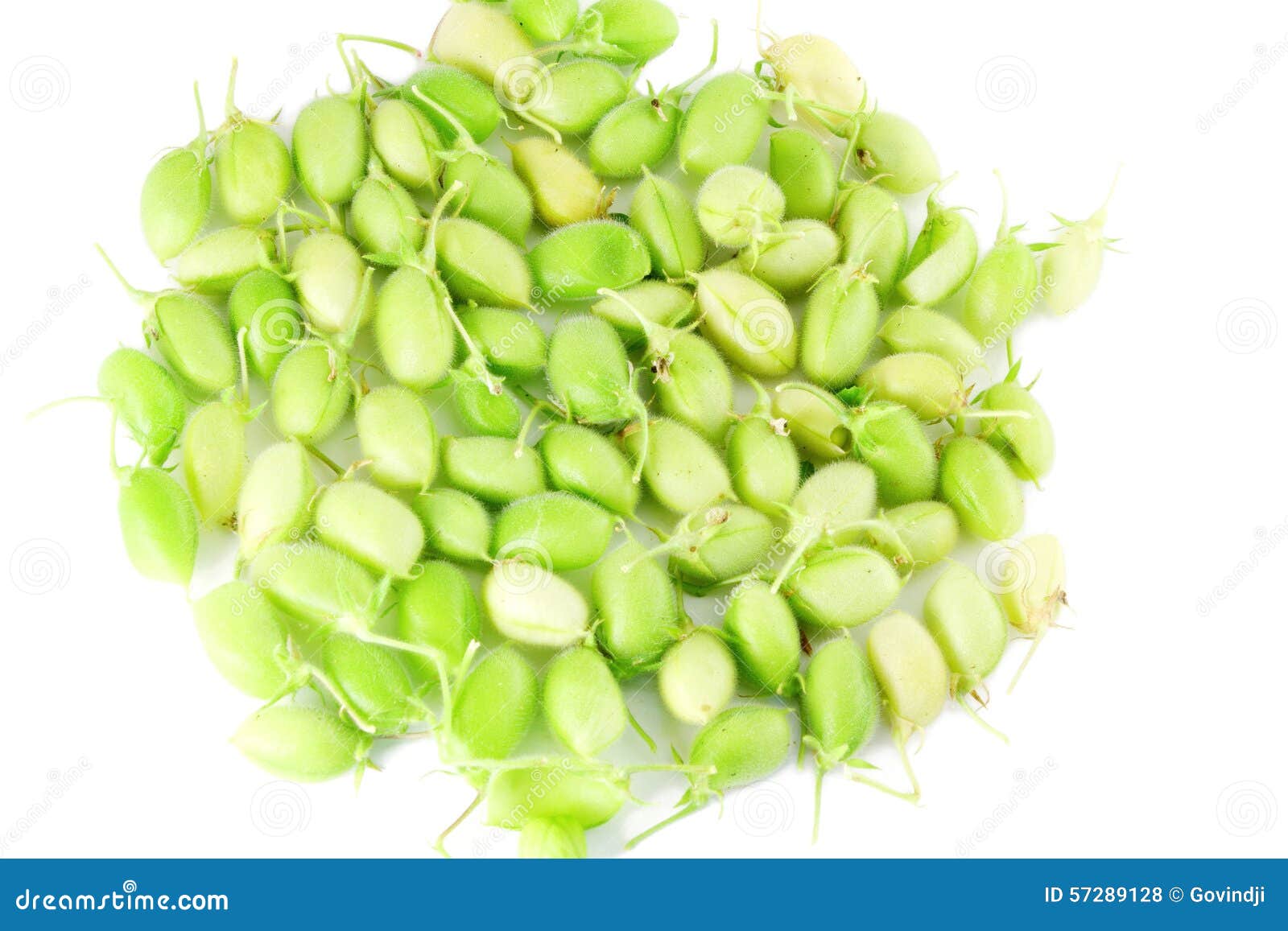 Green Young Chickpeas Pod on Pure White Background Stock Photo Image