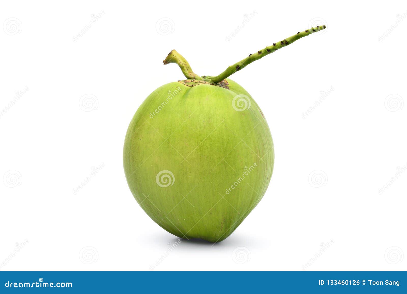 Green young coconut fruits stock photo. Image of juice - 133460126